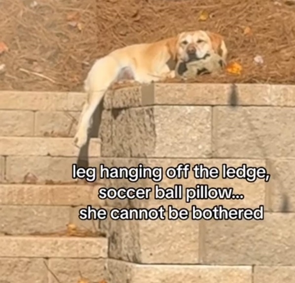dog leg.jpg