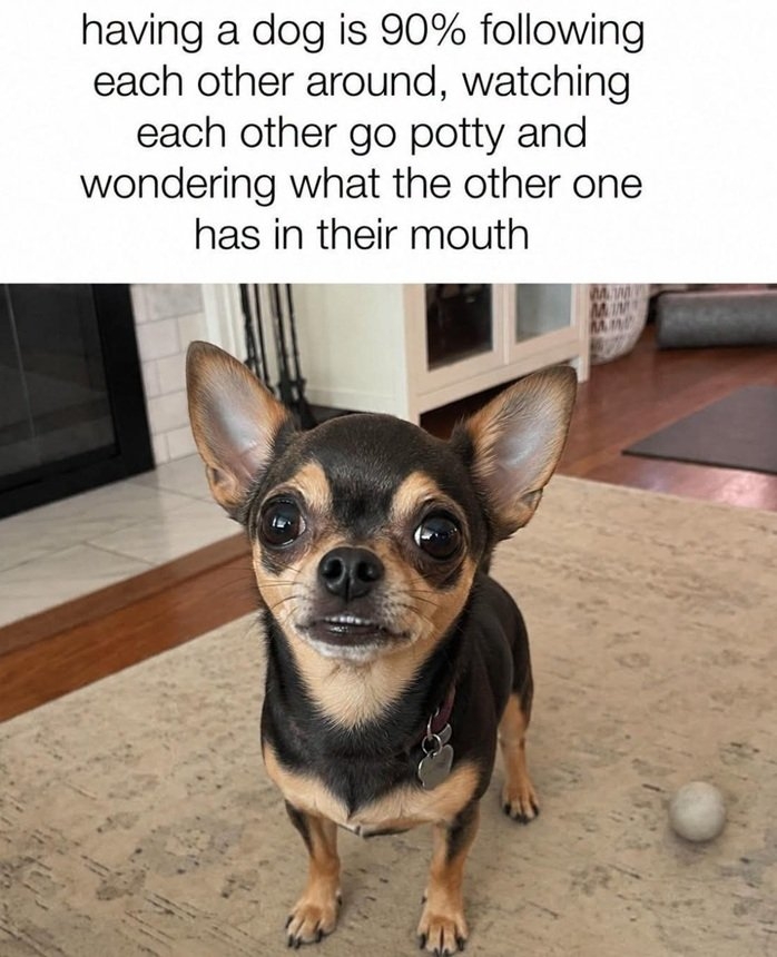 dog life.jpg