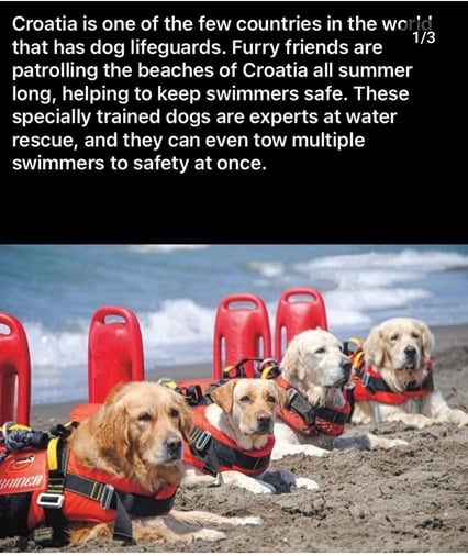 dog lifeguards.jpg