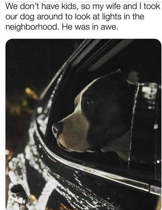 dog lights.jpg