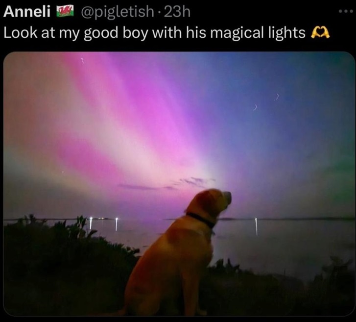 dog lights.jpg