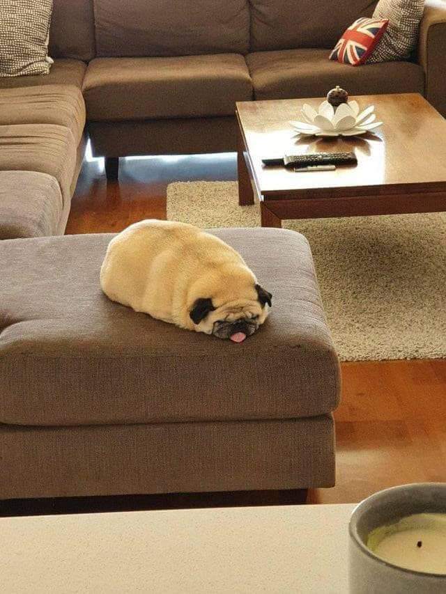 dog loaf.jpg
