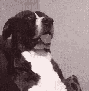 dog looking.gif