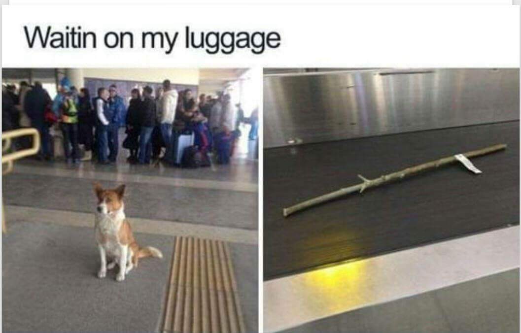 dog luggage.jpg