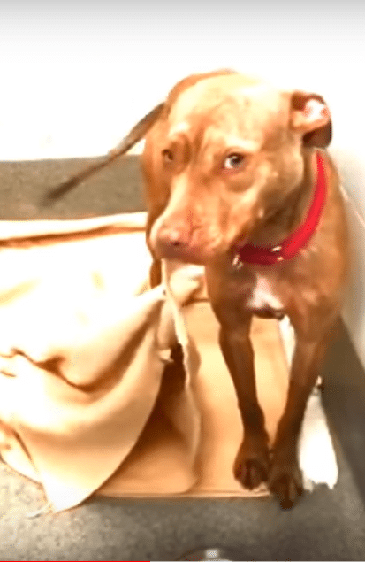 dog-makes-his-bed.png