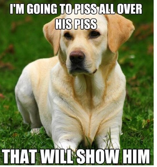 dog mark.jpg