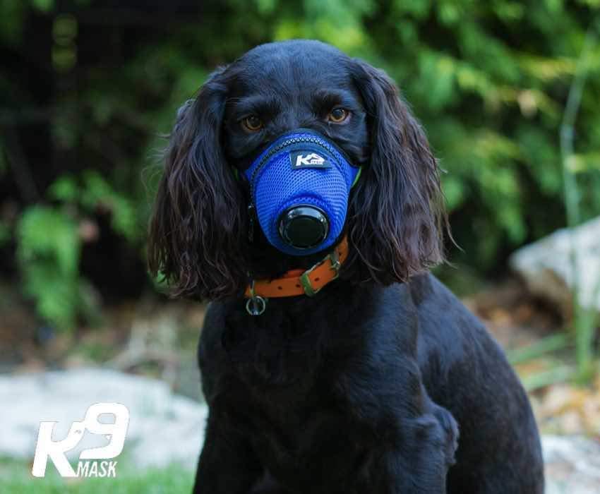 dog mask 2.jpg