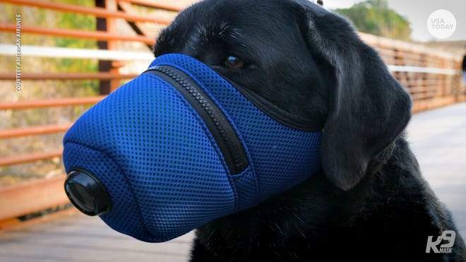 dog mask.jpg