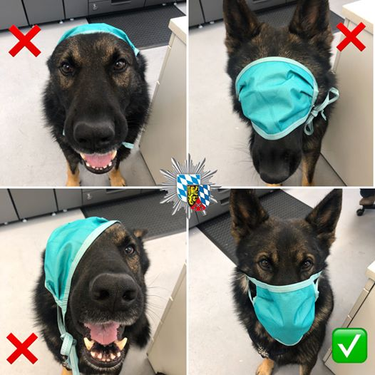 dog mask.png