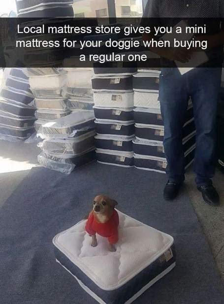 dog matress.jpg