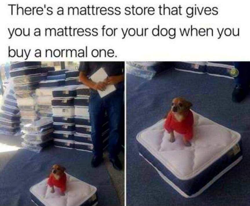 dog mattress.jpg