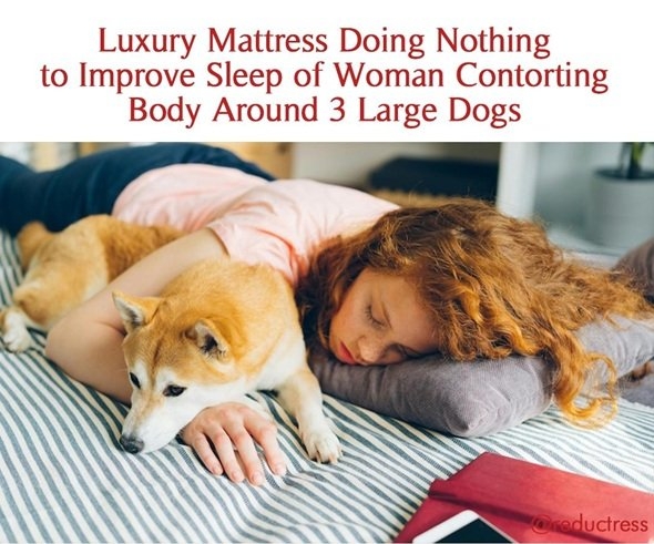 dog mattress.jpg