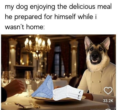 dog meal.jpg