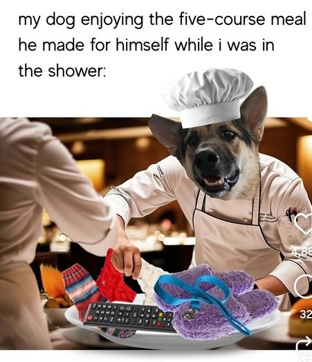 dog meal.jpg