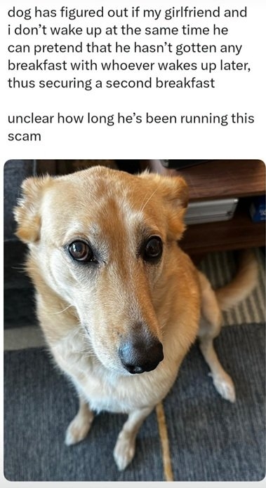dog meals.jpg