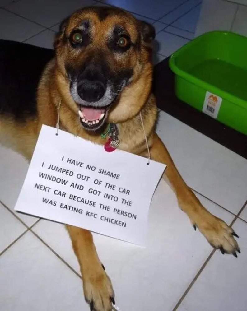 dog-memes-3-3705043340.jpeg
