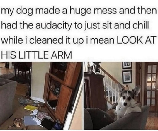 dog mess.jpg