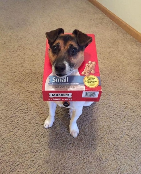 dog milk bone.jpg