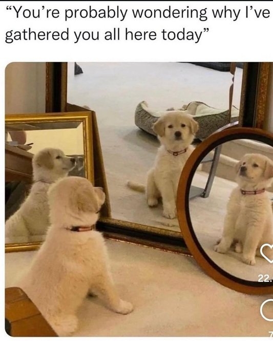 dog mirror.jpg
