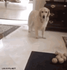 dog-missed-ball.gif