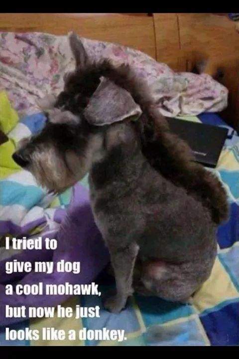 dog mohawk.jpg