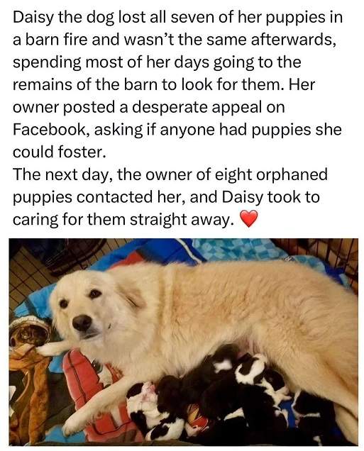 dog mom.jpg