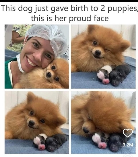 dog mom.jpg