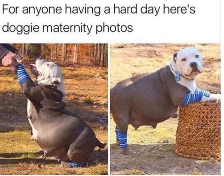 dog momma.jpg