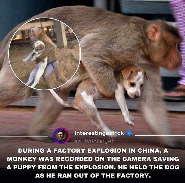 dog monkey.jpg