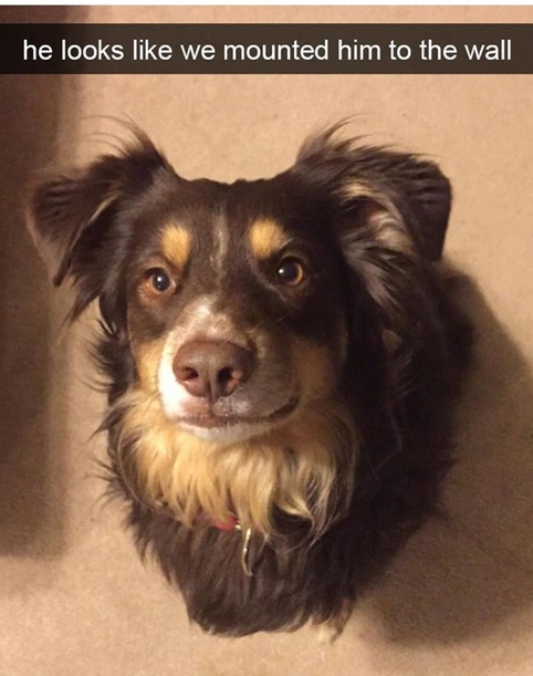 dog mount.jpg