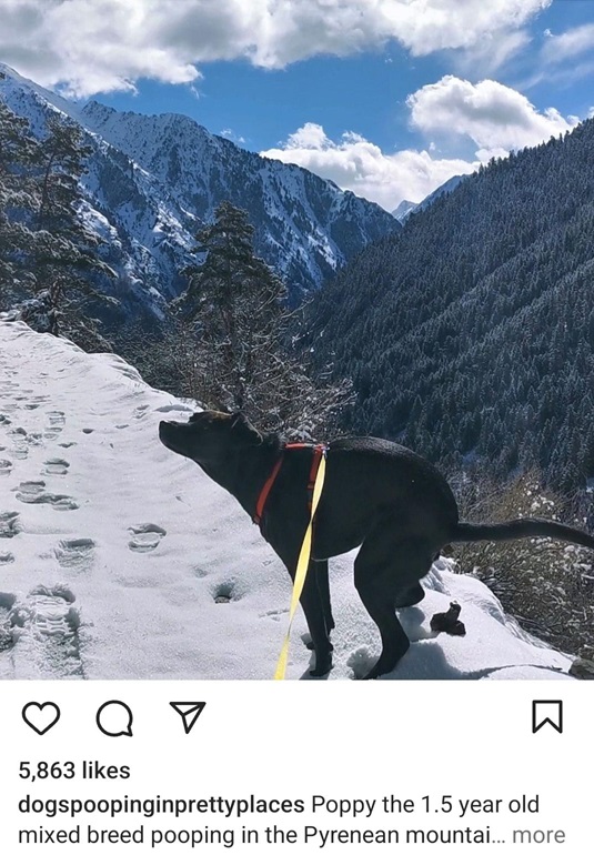 dog mount.jpg
