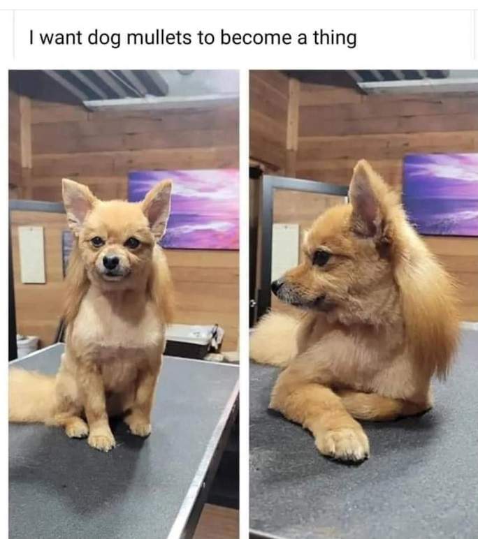 dog mullet.jpg
