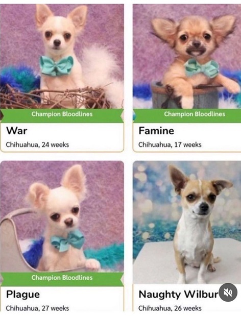 dog names.jpg
