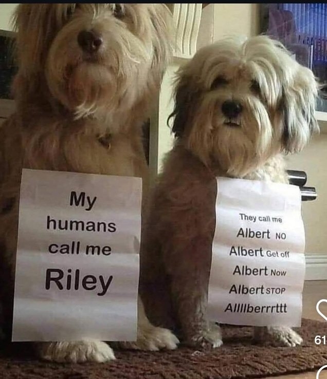 dog names.jpg