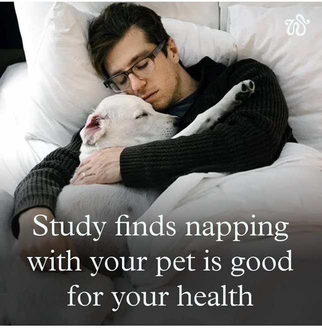 dog nap.jpg