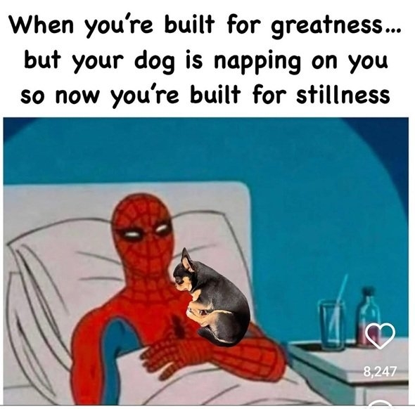 dog nap.jpg