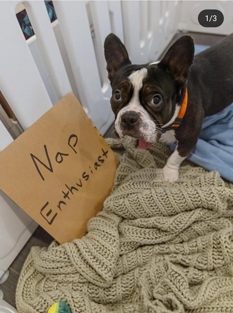 dog nap.jpg