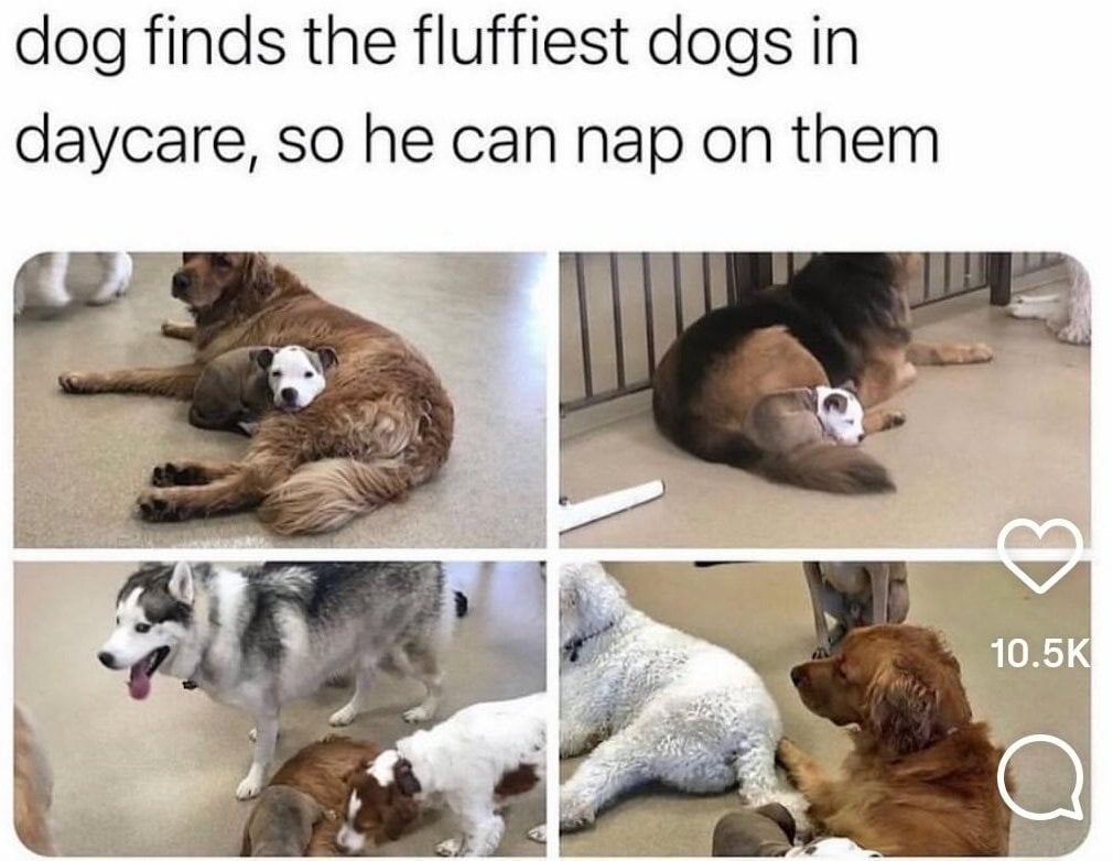 dog nap.jpg