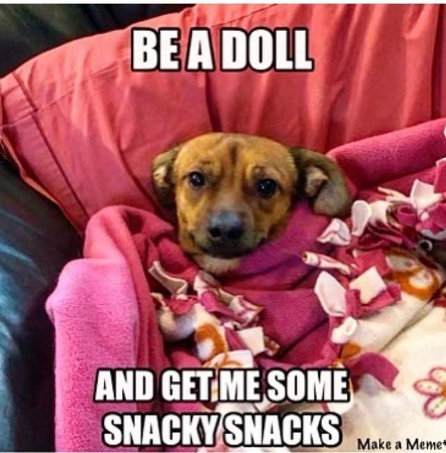 dog needs snacks.jpg