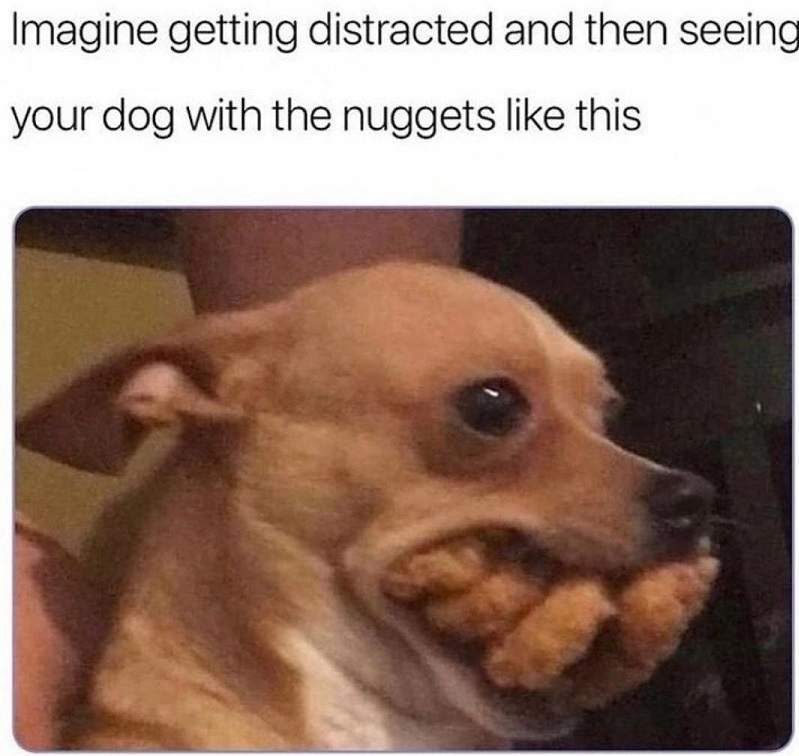 dog nuggets.jpg