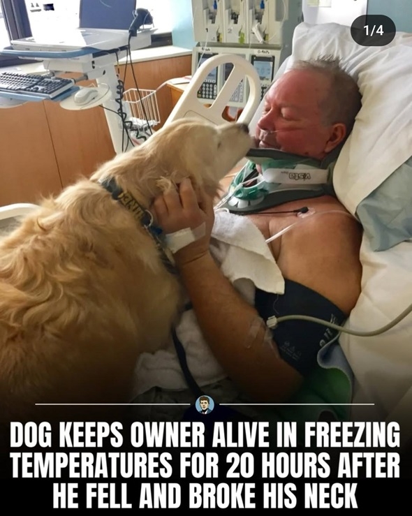 dog nye 1.jpg