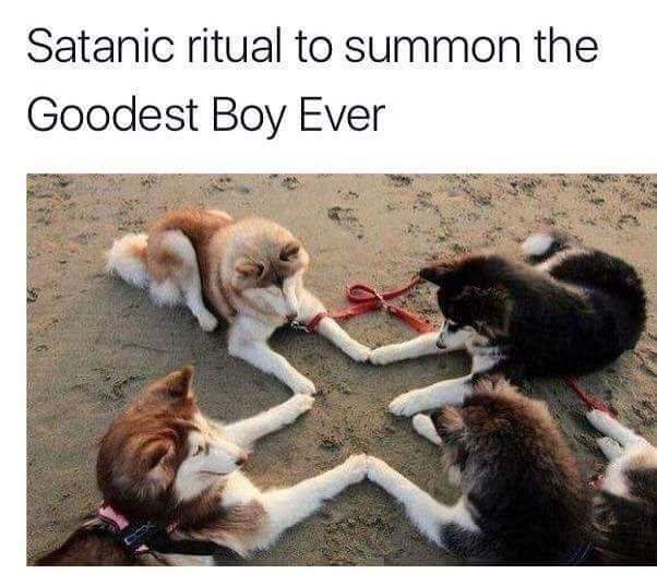 dog ouija.jpg
