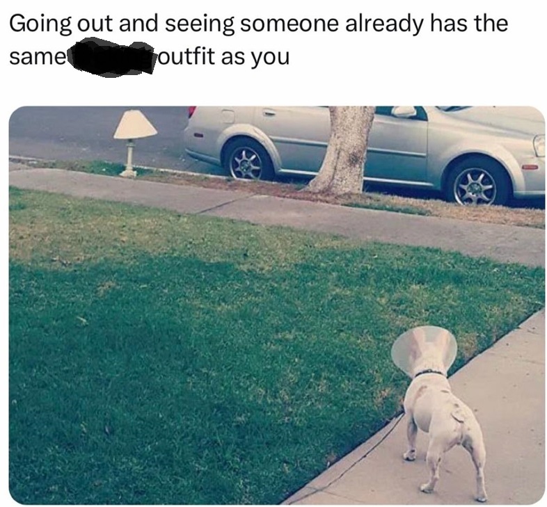 dog outfit.jpg