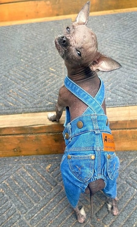 dog overalls.jpg