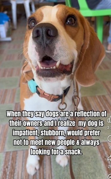 dog owner.jpg