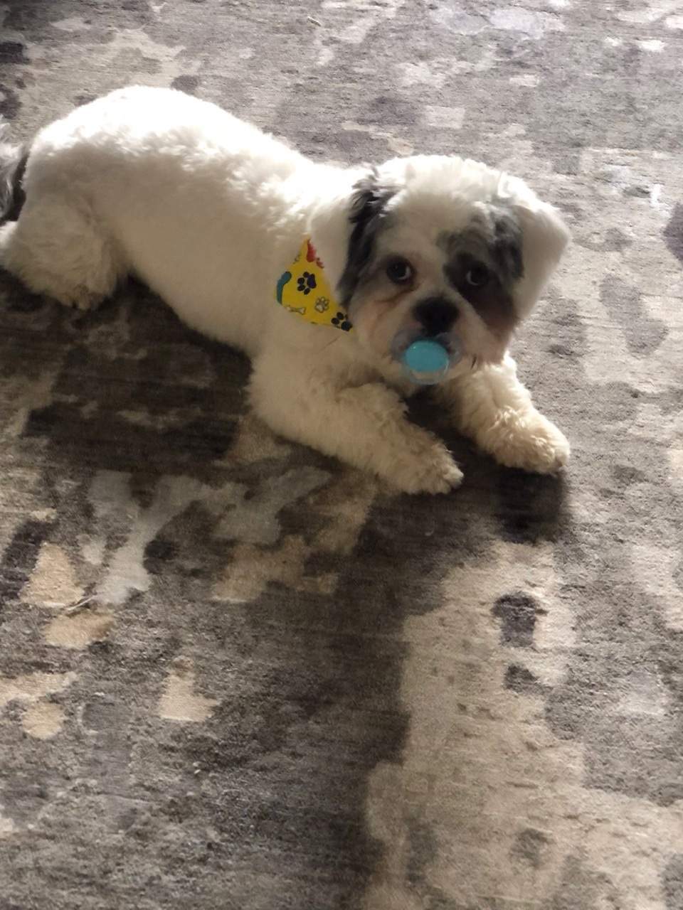 dog pacifier.jpg