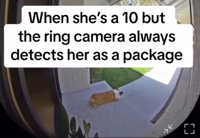 dog package.jpg