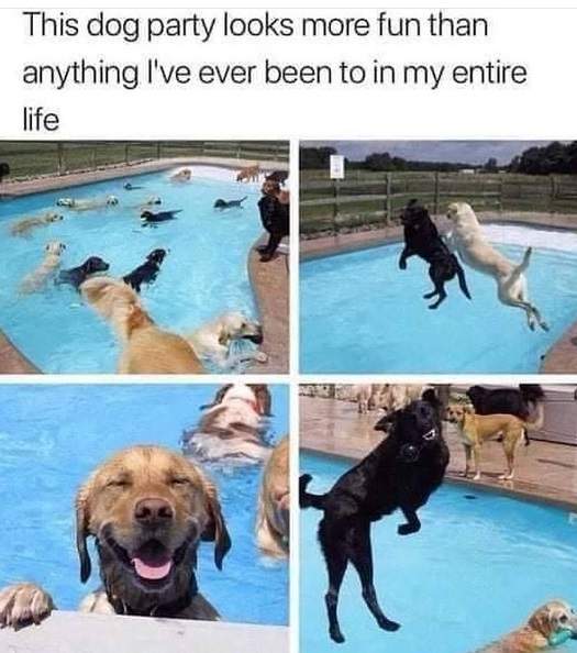 dog party.jpg
