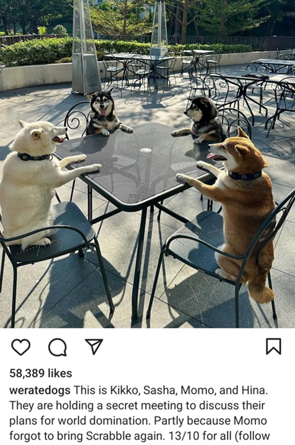 dog party.jpg