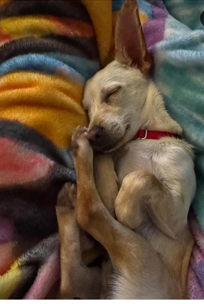 dog paw.jpg
